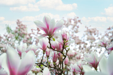 Pink and white magnolia flowers in full bloom against a blurred background