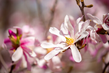 Blooming magnolia in spring. Beautiful buds of pink flowers close-up with blurred space for text.