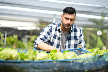 A farmer harvests veggies from a garden. organic fresh grown vegetables and farmers laboring in a vegetable garden.