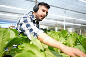 A farmer harvests veggies from a garden. organic fresh grown vegetables and farmers laboring in a...