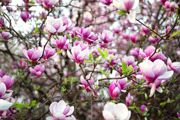Beautiful Magnolia Tree with Pink Blossoms in Full Bloom, Spring Floral Nature Image