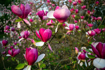 Obraz premium Vibrant Pink Magnolia Flowers In Full Bloom On Tree Branches In Springtime