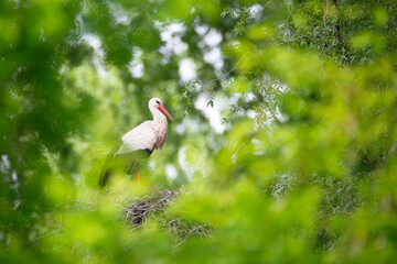White storks on the nest surrounded by green trees, ciconia in spring, Oberhausen Heidelberg in...