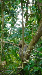 Monkey on the tree Koh Chang Thailand
