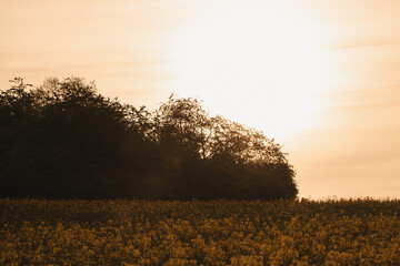Sunset over a rape field in the countryside with trees in the foreground