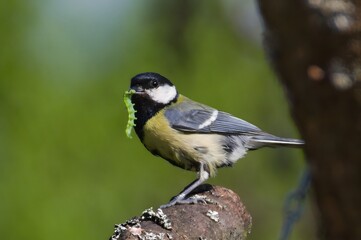 Parus major aka Great tit is feeding newborns. Giant caterpillar in the beak.