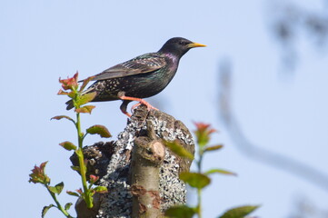Sturnus vulgaris aka European starling on the top of the tree. Common bird in Czech republic.