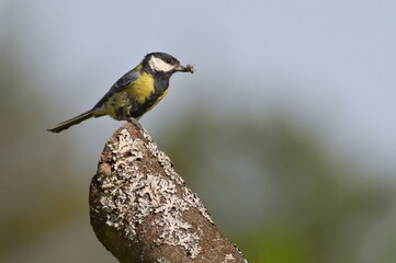 Parus major aka Great tit is feeding newborns. Fly in the beak.