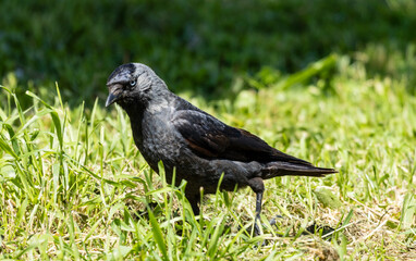 The Western jackdaw, also known simply as the jackdaw, is a small, agile crow-like bird with a...