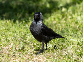 The Western jackdaw, also known simply as the jackdaw, is a small, agile crow-like bird with a striking appearance. The bird's eyes are pale, almost white, giving it an intense, inquisitive look.