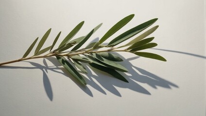 Elegant olive branch with dramatic shadow on plain background