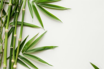 A bunch of bamboo leaves are arranged in a row on a white background with copy space