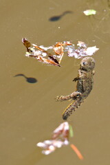 Lissotriton montandoni aka Triturus montandoni aka Carpathian Newt. Endemic amphibian is swimming...