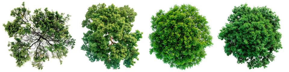 A set of trees with green leaves isolated on a white or transparent background. Close-up of trees from a bird's eye view, seen from above. Graphic design element on the theme of nature and trees. - Powered by Adobe