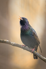 kingfisher on branch