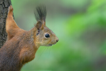 squirrel in the park