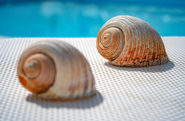 Travel concept image of sea shells on a table with blue swimming pool waterbackground 