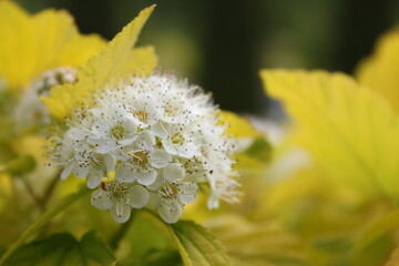 bee on flower