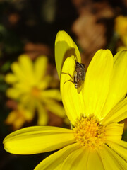 Locust blow fly (Stomorhina lunata) sitting on a yellow daisy flower