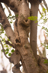 the bark of the moringa tree