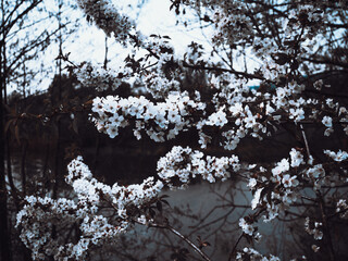 Branches of blossoming cherry on a background of the river.