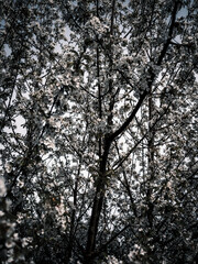 Cherry blossoms on a tree in spring. Spring background.
