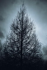 Silhouette of a bare tree in the dark.