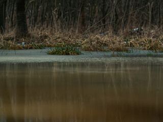 reflection of trees in a puddle with water and grass in winter