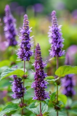 Obraz premium Anise Hyssop: Fragrant Flora of Botanical Garden