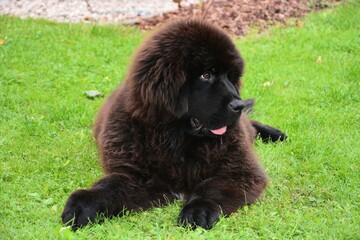 Young newfoundland puppy sleeping in grass, bright sunny summer day