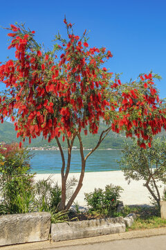 Flowering tree of Callistemon viminalis (Melaleuca viminalis, Weeping Bottlebrush) with bright red flowers. Montenegro, coast of Kotor Bay