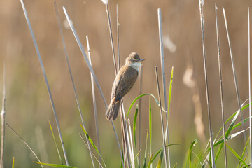 great reed warbler - Acrocephalus arundinaceus perched in reeds at brown background. Photo from Milicz Ponds in Poland.