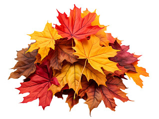 Pile of autumn colored maple leaves isolated on transparent background