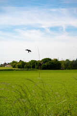 faux oiseau de proie sur un support volant au vent pour effrayer les nuisibles dans un champs