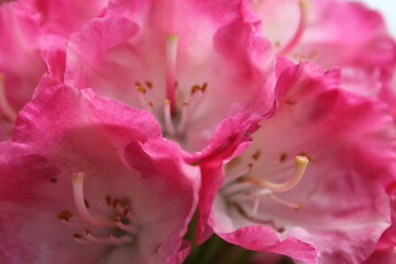 close up of pink flower
