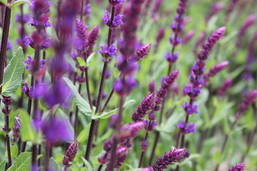 lavender flowers in the garden