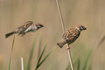 Eurasian tree sparrow - Passer montanus perched on reed and second flying in background. Brown background. Photo from Milicz Ponds in Poland.