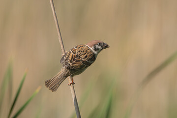 Eurasian tree sparrow - Passer montanus on reed at brown background. Photo from Milicz Ponds in...