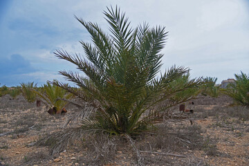 A small palm tree with no trunk, Phoenix canariensis, growing in a wasteland with trashy rusty...