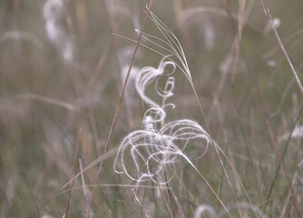 Shape formed of grass in the wind