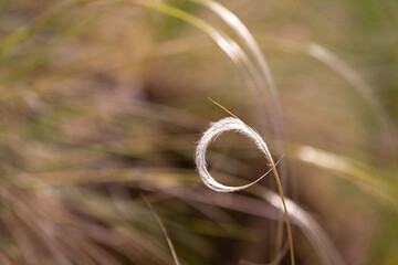 Shape formed of grass in the wind