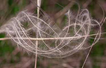 Shape formed of grass in the wind