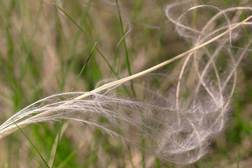 Shape formed of grass in the wind