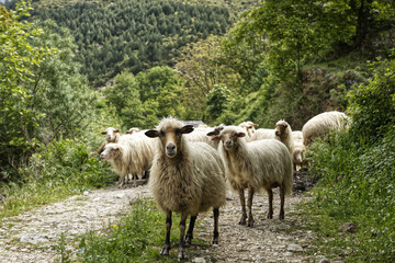 Obraz premium Sheep on the road in the foresty mountains in the sunny summer day in Albania