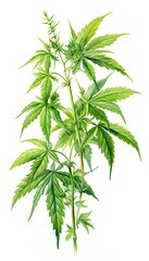 Fototapeta premium JoePye Weed