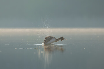 Great crested grebe - Podiceps cristatus - in foggy morning on calm lake. Photo from Masurian Lake Land in Poland.