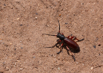 Close-up of Dorcadion (Carinatodorcadion) fulvum, beetle on the ground