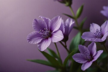 Fototapeta na wymiar Purple flowers on a purple background 