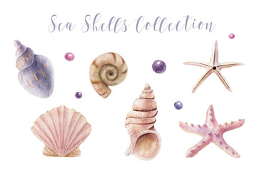 Collection of hand painted watercolor sea shells. Isolated element 