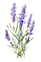 Obraz premium Lavender